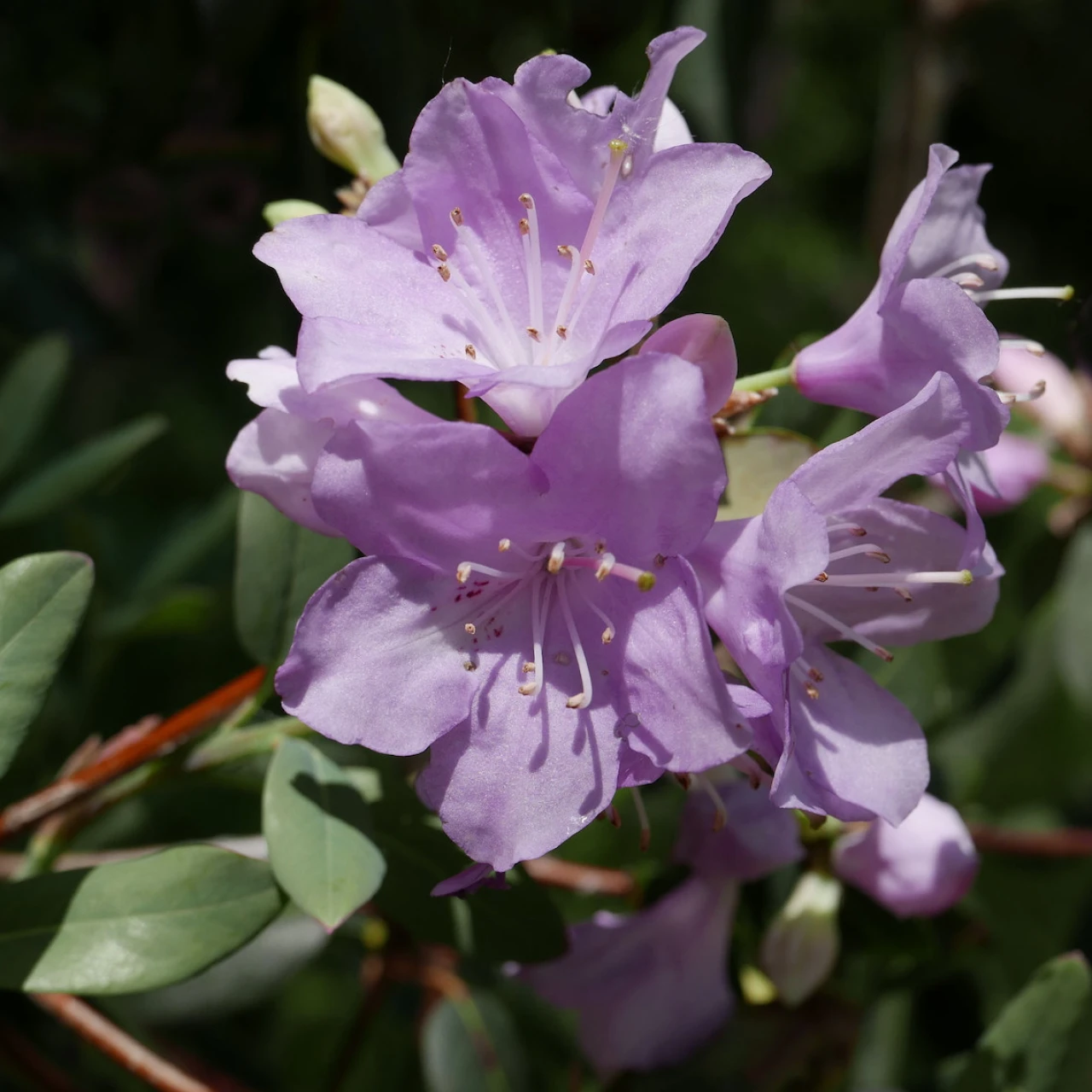R. oreotrephes AGM